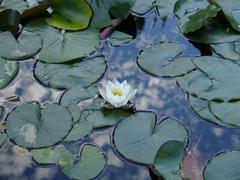 Pink water lily in full bloom on a pond