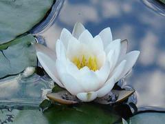 Water lilies with green leaves in a pond