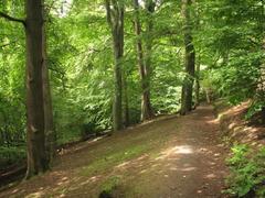 footpath through beech trees in Hermitage of Braid