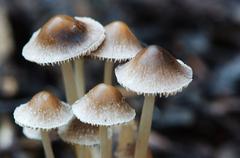 close-up of fungi and lichen