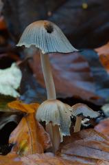 Close-up of fungi and lichen on a tree bark