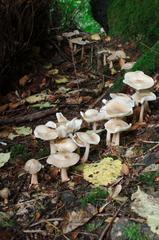 fungi and lichen on a tree branch