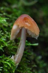 colorful fungi and lichen on fallen tree