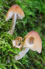 Fungi and lichen in a natural environment