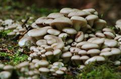 fungi and lichen on a forest floor