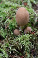 various fungi and lichen on tree bark