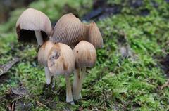 fungi and lichen on forest floor