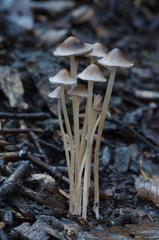 Fungi and lichen on forest floor