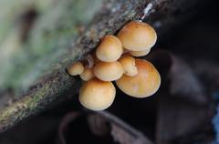 assorted fungi and lichen on a rock