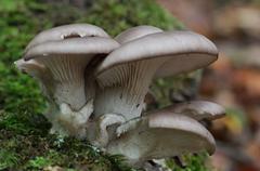 Fungi and lichen growing on forest floor