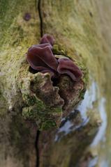 Fungi and lichen on a tree trunk