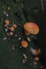 Close-up of fungi and lichen on bark