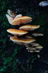 Velvet Shank mushrooms growing in clusters on dead wood in Hermitage of Braid