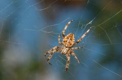 Garden spider on its web