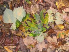 Fallen leaves in the Hermitage of Braid with tar spots