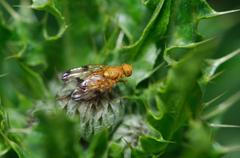 female Xyphosia miliaria