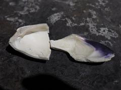 Wampum shell from Long Island, New York