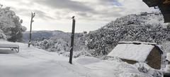 Bird on snow in Mukteshwar