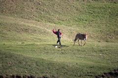 Tribal boy walking home near Ali Bugyal in Uttarakhand