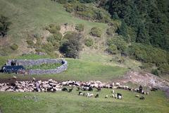 Herdsmen with their flocks near Bedni Bugyal, Uttarakhand