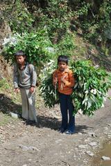 Tribal boys transporting forest goods in Uttarakhand