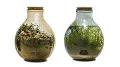 Bioglobes ecosystem in a bottle