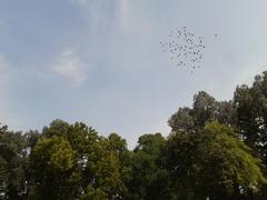 flock of birds flying towards their nest at Royal Fort, Chandragiri