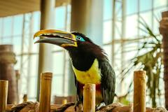 Bird portrait in the Sea World aquarium