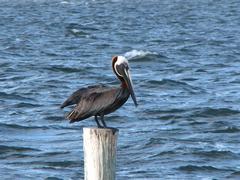 Pelicans in Hillsborough Bay at Ballast Point Park