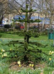 Monkey Puzzle Tree in Geraldine Mary Harmsworth Park