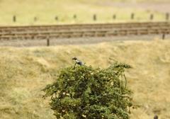 bird perched on a branch