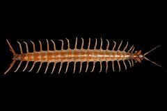 Centipede at Museo Civico di Storia Naturale Milano