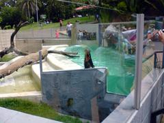 Giant otter at Quinzinho de Barros Zoo