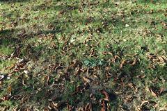 Fallen leaves at Parc Montsouris, Paris