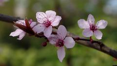 spring pink flowers