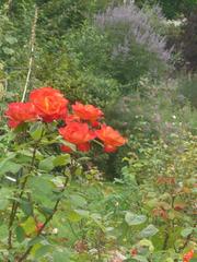 diverse flora in natural setting