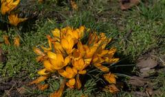 Crocus jaunes in parc Montsouris