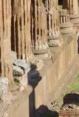 Largo di Torre Argentina in Rome, Italy