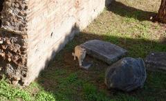 Largo di Torre Argentina in Rome with ancient ruins and cat sanctuary