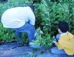 children pulling weeds in a garden