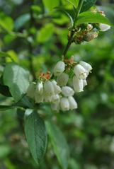 blossom of the common bog bilberry in Grundloses Moor nature reserve