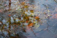 Colorful life beneath a frozen water layer in winter at NSG Grundloses Moor, Niedersachsen