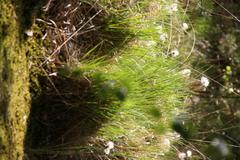 moor vegetation with cotton grass in summer