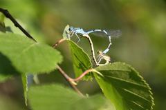 Two dragonflies mating in the Grundloses Moor nature reserve in Lower Saxony, Germany