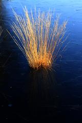 grass on frozen water in NSG Grundloses Moor, Lower Saxony