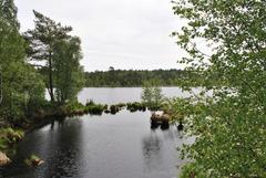 View of Grundloses Moor nature reserve near Walsrode