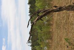 twisted tree trunk in the Bottomless Moor near Walsrode, Heidekreis