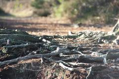 root network of a pine tree in Grundloses Moor Nature Reserve