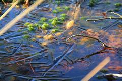 colorful life under a frozen water layer in winter at NSG Grundloses Moor