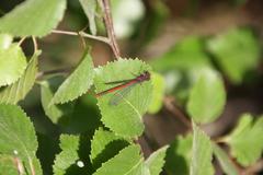 red dragonfly on a leaf